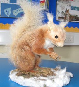 Red Squirrels of the Allen Valleys